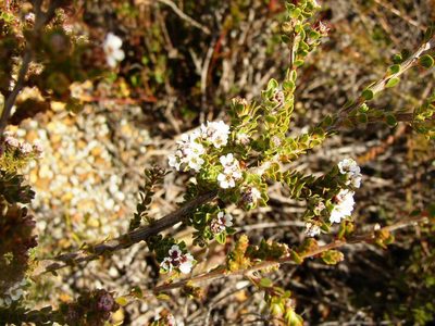 Taxandria spathulata, photographed by Tony Rebelo