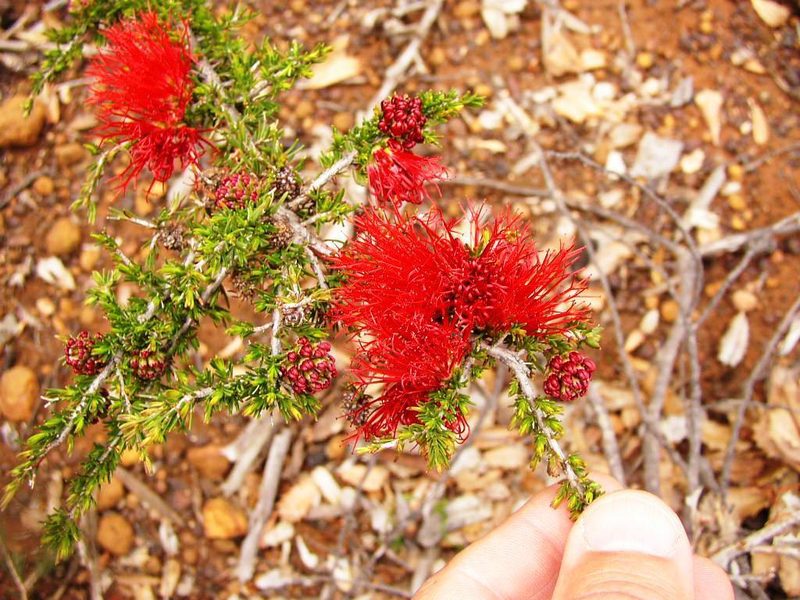 Melaleuca cyrtodonta, photographed by Tony Rebelo