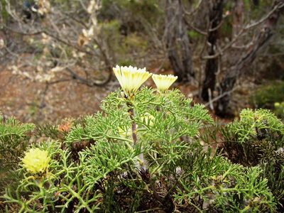 Petrophile divaricata, photographed by Tony Rebelo