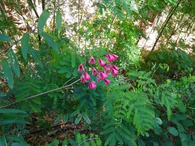 Bomarea salsilla, photographed by Cristian Riquelme