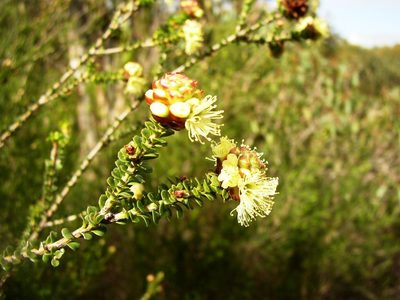 Kunzea montana, photographed by Tony Rebelo