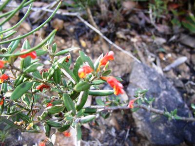 Grevillea depauperata, photographed by Tony Rebelo