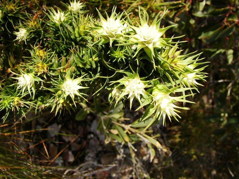 Andersonia echinocephala, photographed by Tony Rebelo
