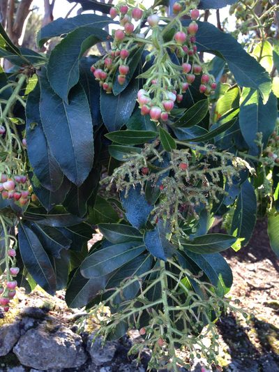 Arbutus canariensis, photographed by Roderic Page