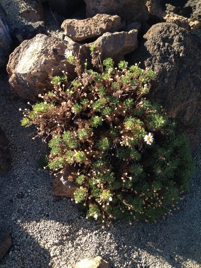 Argyranthemum tenerifae, photographed by Roderic Page
