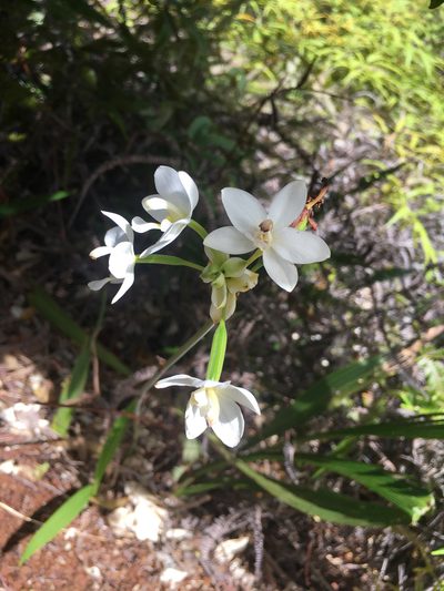 Spathoglottis micronesiaca, photographed by Ryan McMinds