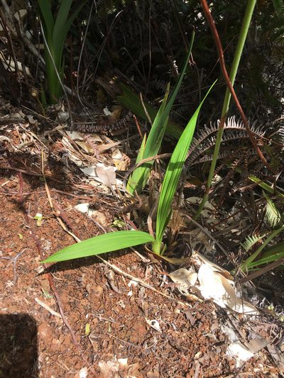 Spathoglottis micronesiaca, photographed by Ryan McMinds