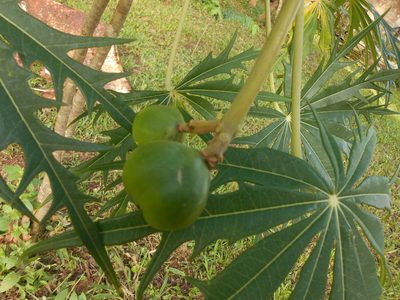 Jatropha multifida, photographed by Giovanni Marques de Castro