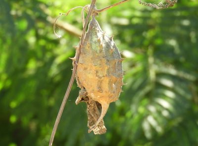 Luffa quinquefida, photographed by Francisco Farriols Sarabia
