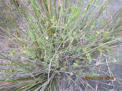 Vicia disperma, photographed by Arnim Littek