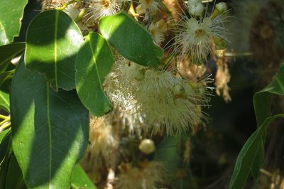 Syzygium tierneyanum, photographed by coenobita