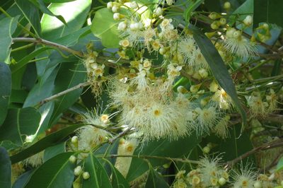 Syzygium tierneyanum, photographed by coenobita