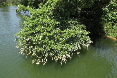 Ficus adenosperma, photographed by coenobita