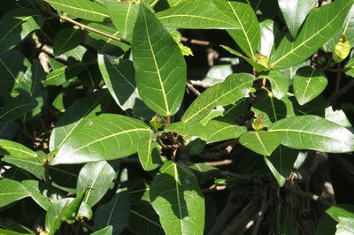 Ficus adenosperma, photographed by coenobita