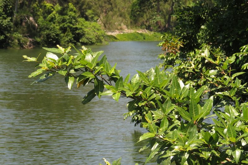 Ficus adenosperma, photographed by coenobita