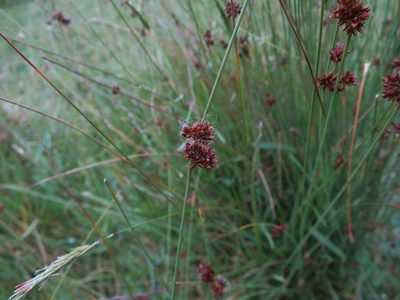 Juncus filicaulis, photographed by Alice Shanks