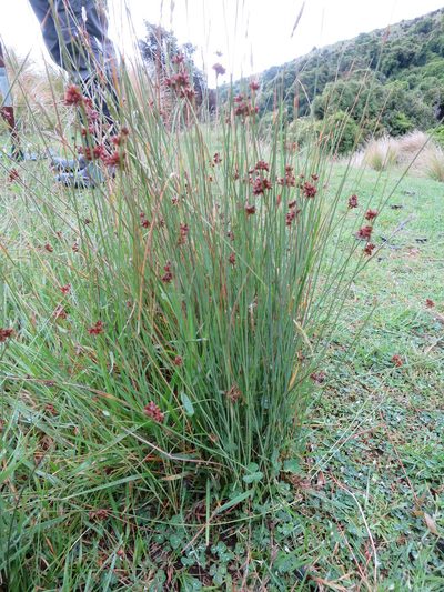 Juncus filicaulis, photographed by Alice Shanks