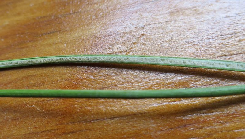 Juncus filicaulis, photographed by Alice Shanks