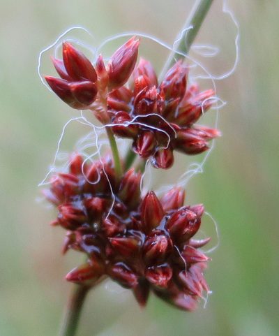 Juncus filicaulis, photographed by Alice Shanks
