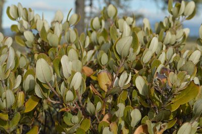 Garrya buxifolia, photographed by David Anderson