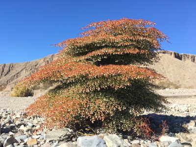 Eriogonum rixfordii, photographed by Adam J. Searcy