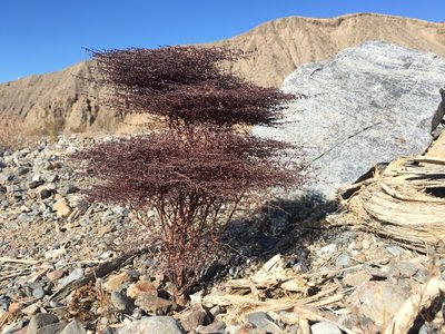 Eriogonum rixfordii, photographed by Adam J. Searcy