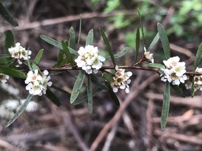 Taxandria linearifolia, photographed by Ann Bentley