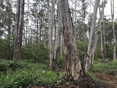 Eucalyptus diversicolor, photographed by Ann Bentley