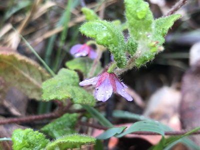 Tremandra stelligera, photographed by Ann Bentley