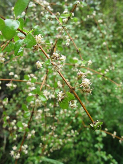 Olearia gardneri, photographed by Sarah Richardson