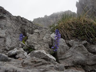 Polygala alpestris, photographed by carnifex