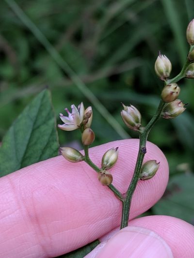 Celosia nitida, photographed by Alison Northup