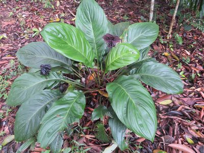 Tacca chantrieri, photographed by Marco Mussita