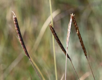 Microchloa altera, photographed by Alan Manson