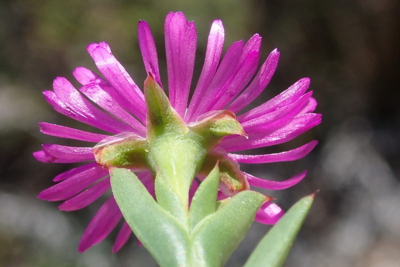 Ruschia cincta, photographed by Nicola van Berkel