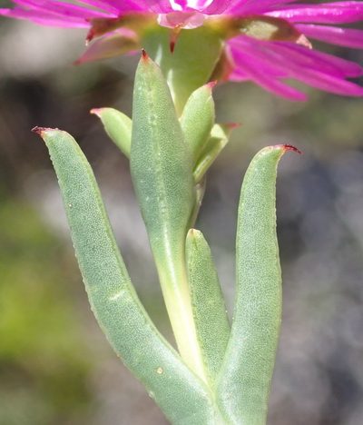 Ruschia cincta, photographed by Nicola van Berkel