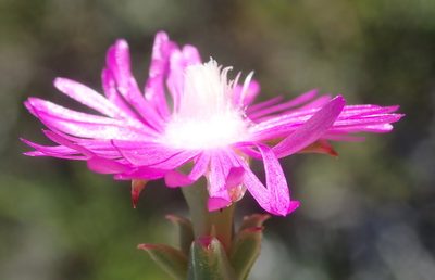 Ruschia cincta, photographed by Nicola van Berkel