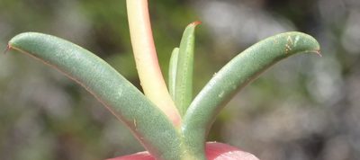Ruschia cincta, photographed by Nicola van Berkel