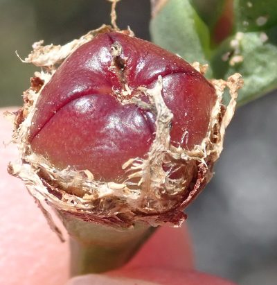 Ruschia cincta, photographed by Nicola van Berkel