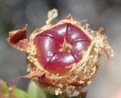 Ruschia cincta, photographed by Nicola van Berkel