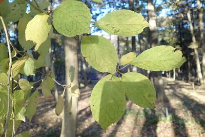 Ilex macropoda, photographed by Yoshihiro Tokue