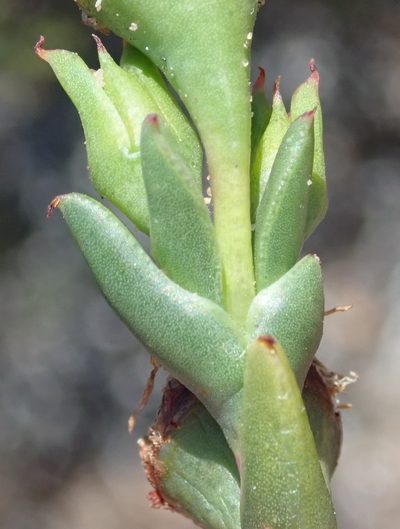Ruschia cincta, photographed by Nicola van Berkel
