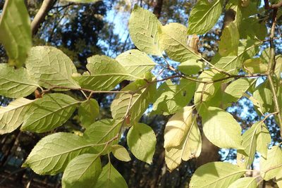 Ilex macropoda, photographed by Yoshihiro Tokue