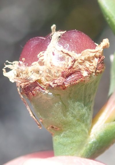 Ruschia cincta, photographed by Nicola van Berkel