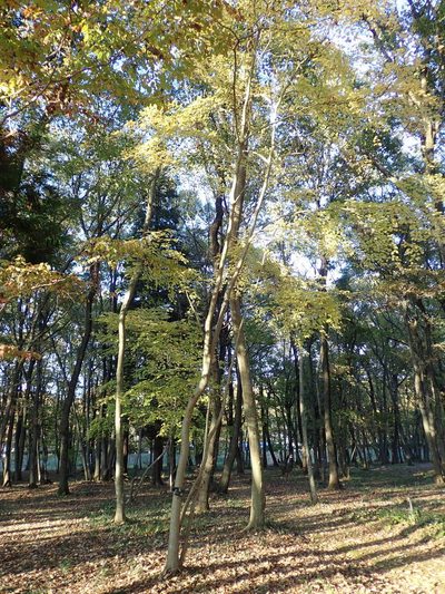 Ilex macropoda, photographed by Yoshihiro Tokue