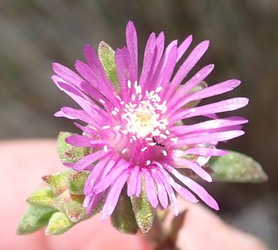 Drosanthemum intermedium, photographed by Nicola van Berkel