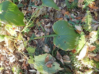 Hosta sieboldiana, photographed by Yoshihiro Tokue