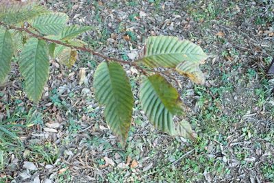 Carpinus japonica, photographed by Yoshihiro Tokue