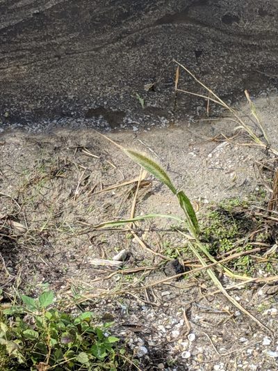 Setaria magna, photographed by Alison Northup