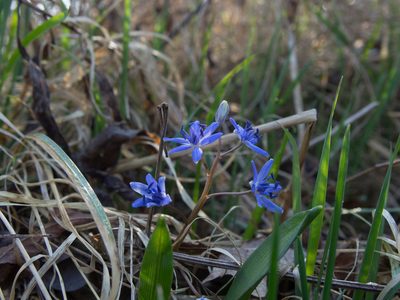 Scilla vindobonensis, photographed by carnifex